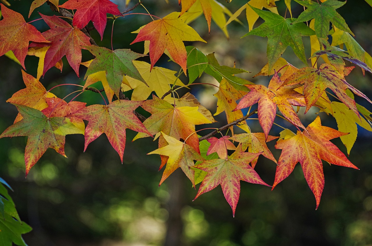 maple  leaves  autumn free photo