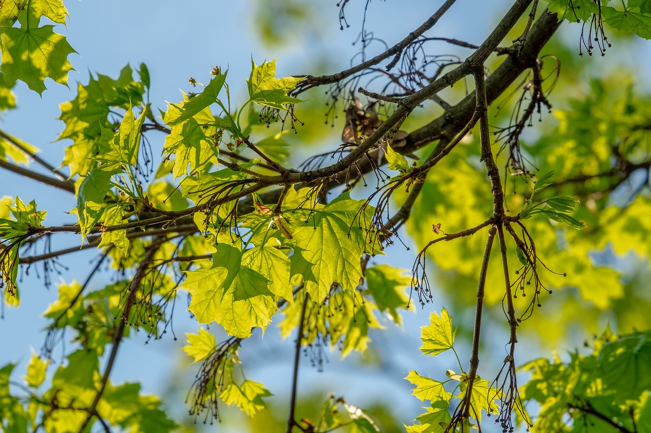 maple  leaves  branch free photo
