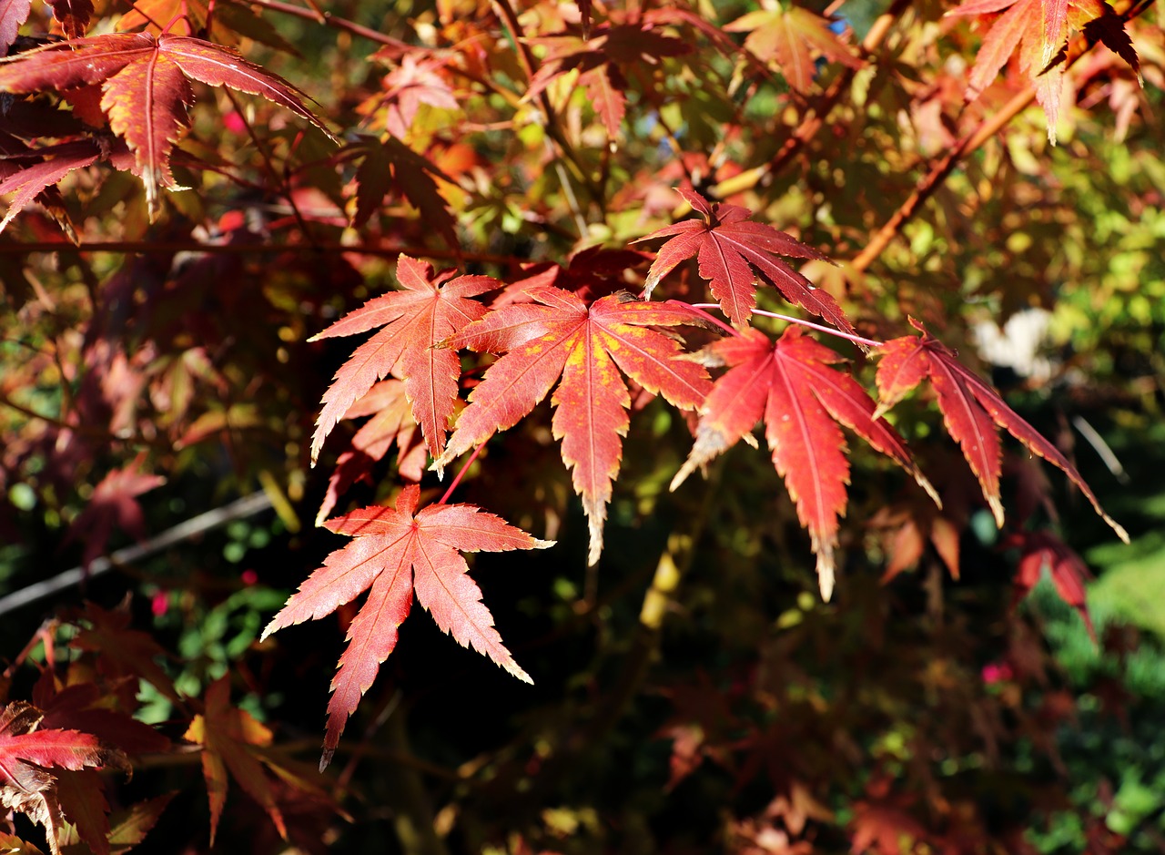 maple  tree  autumn free photo