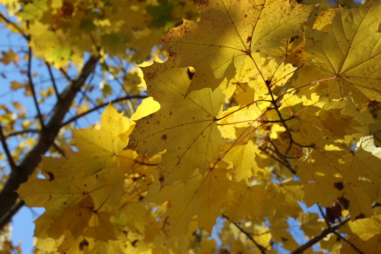 maple  autumn  leaves free photo