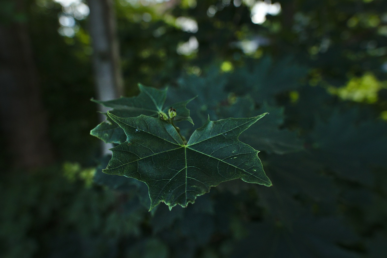 maple  leaf  tree free photo