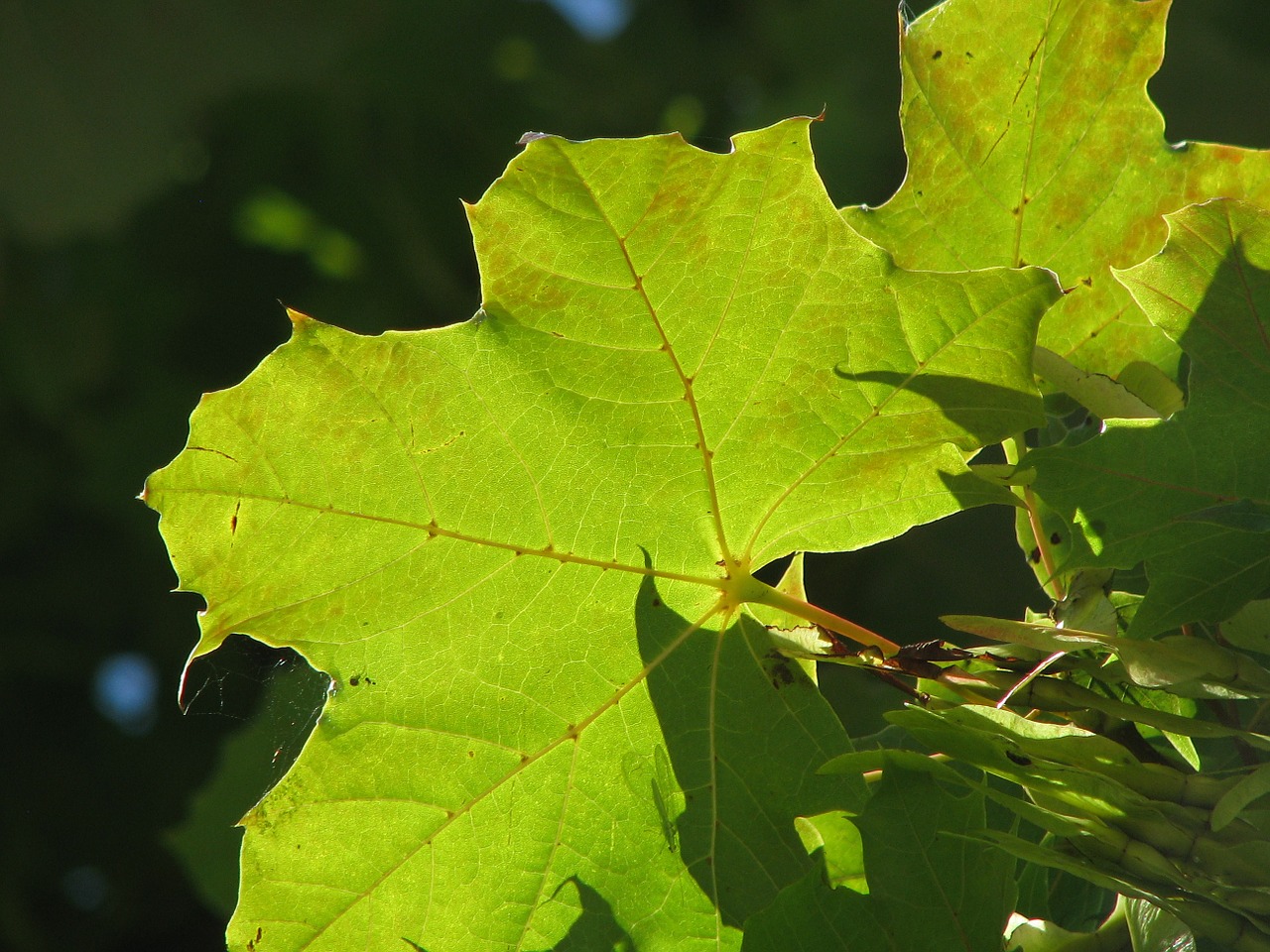 maple maple leaf green free photo