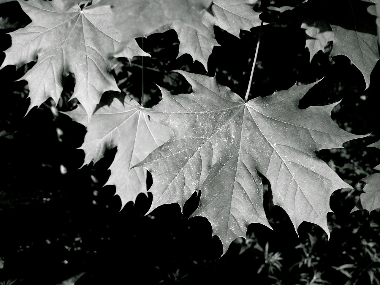 maple leaves forest free photo