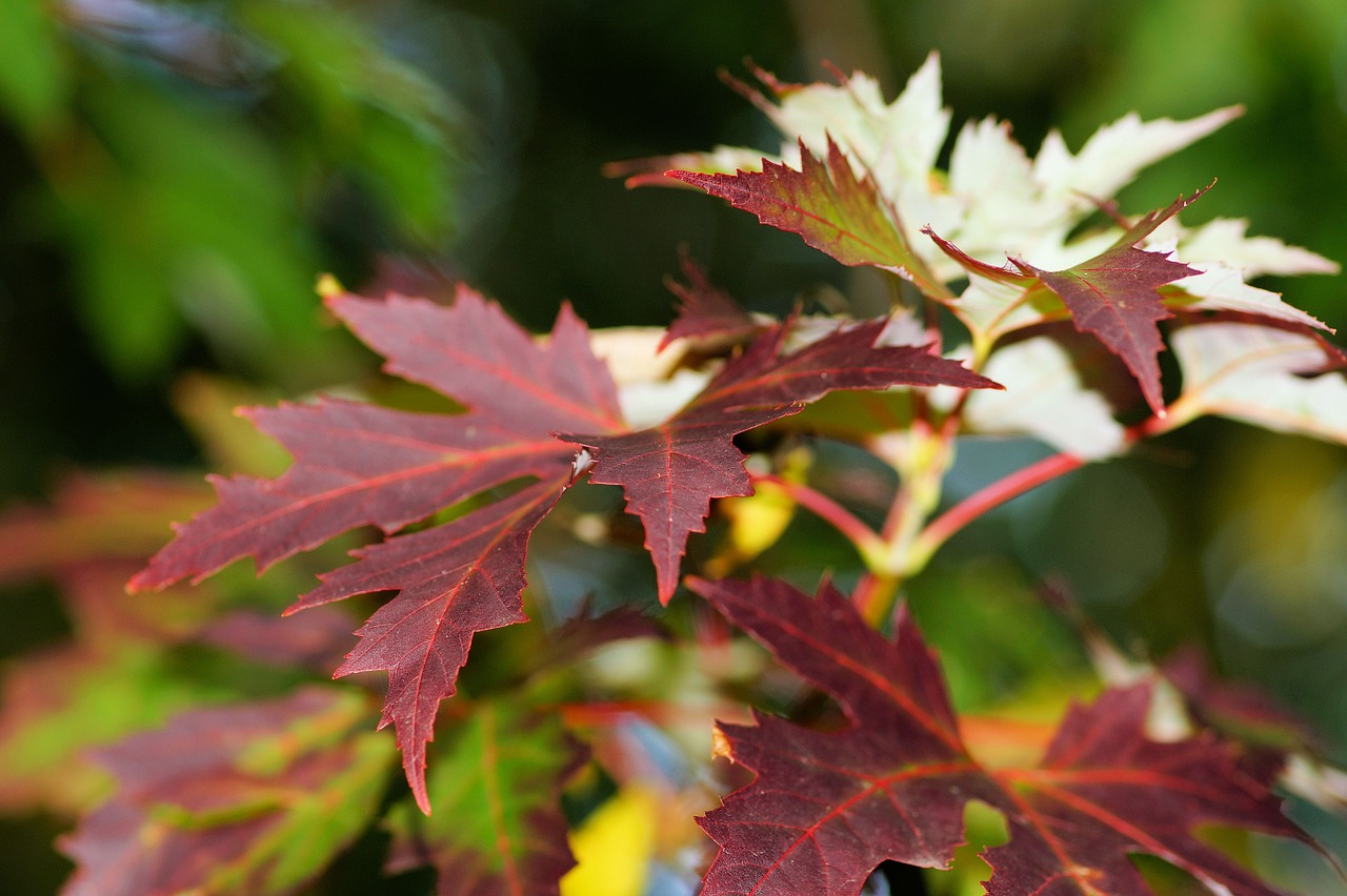 maple leaves colorful free photo