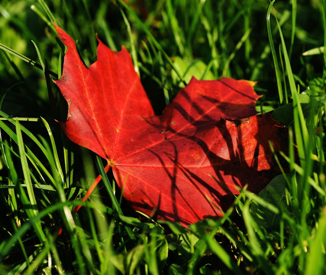 maple maple leaf autumn free photo