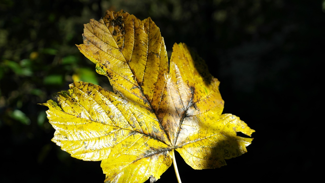 maple leaf maple leaf free photo