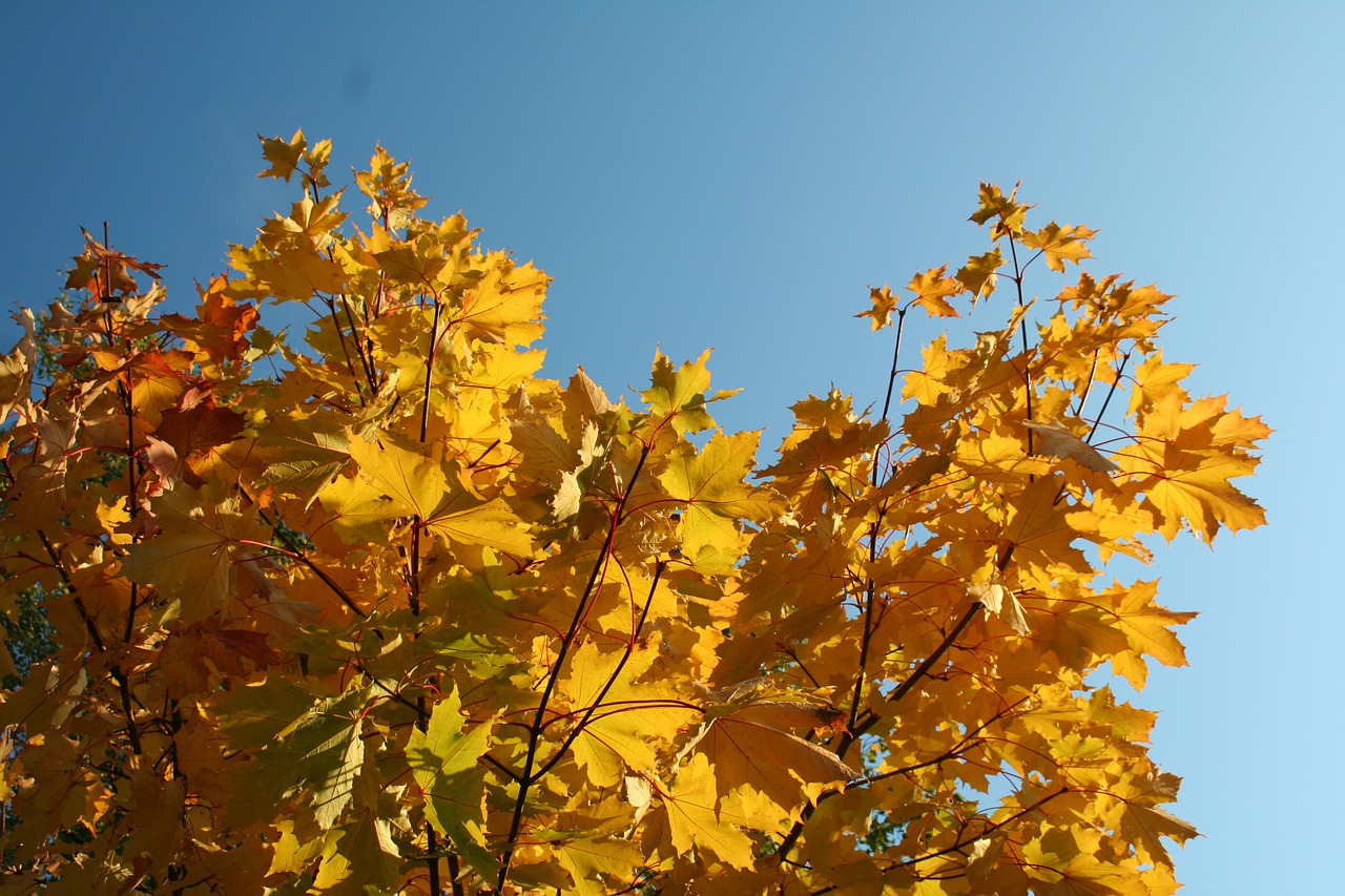 maple autumn top free photo