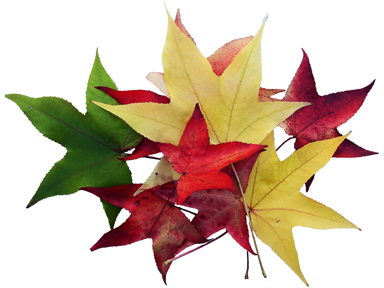 maple leaves colorful free photo