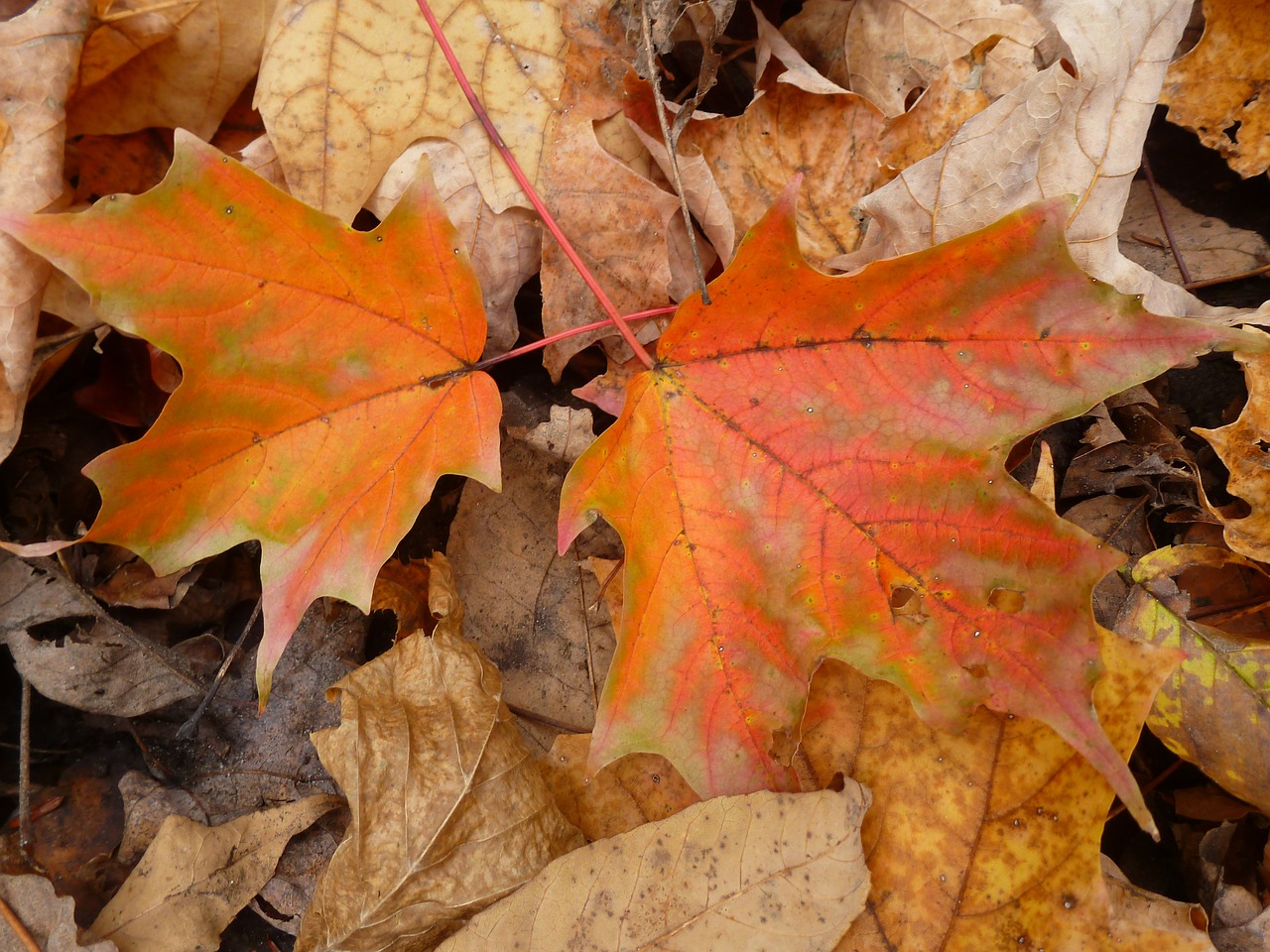 maple leaves fall free photo