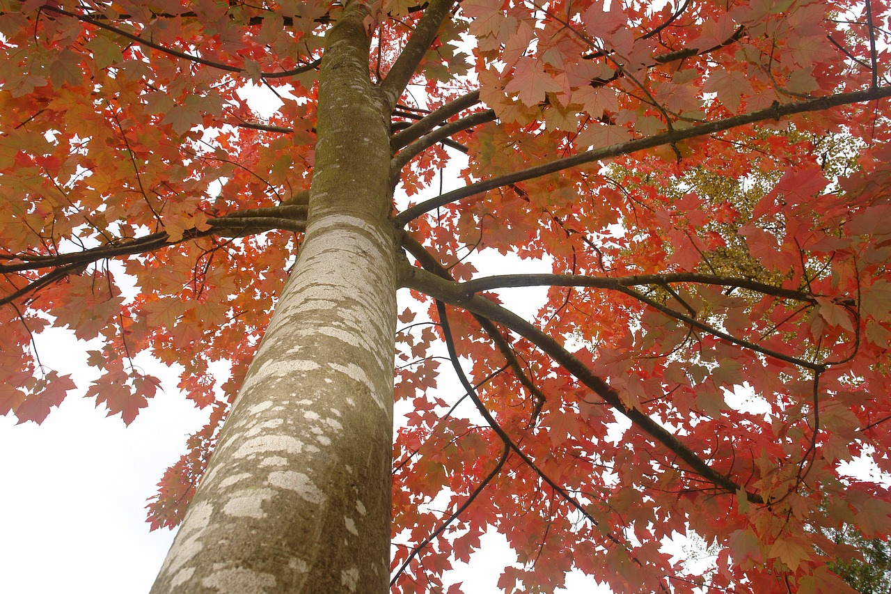 maple tree red free photo