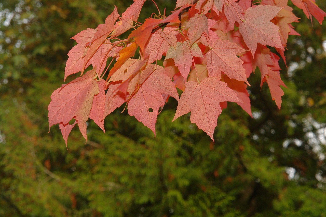 maple tree red free photo