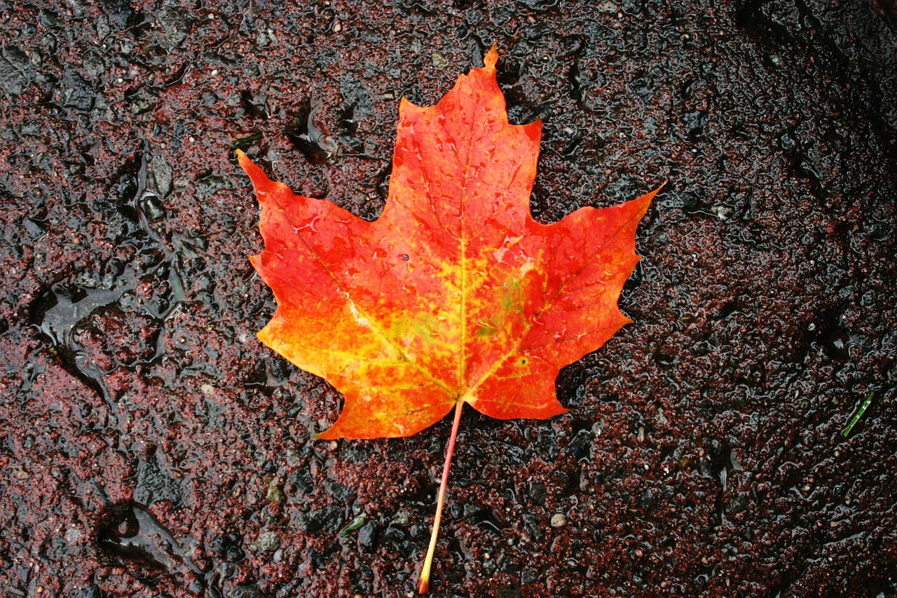 maple leaf colorful free photo