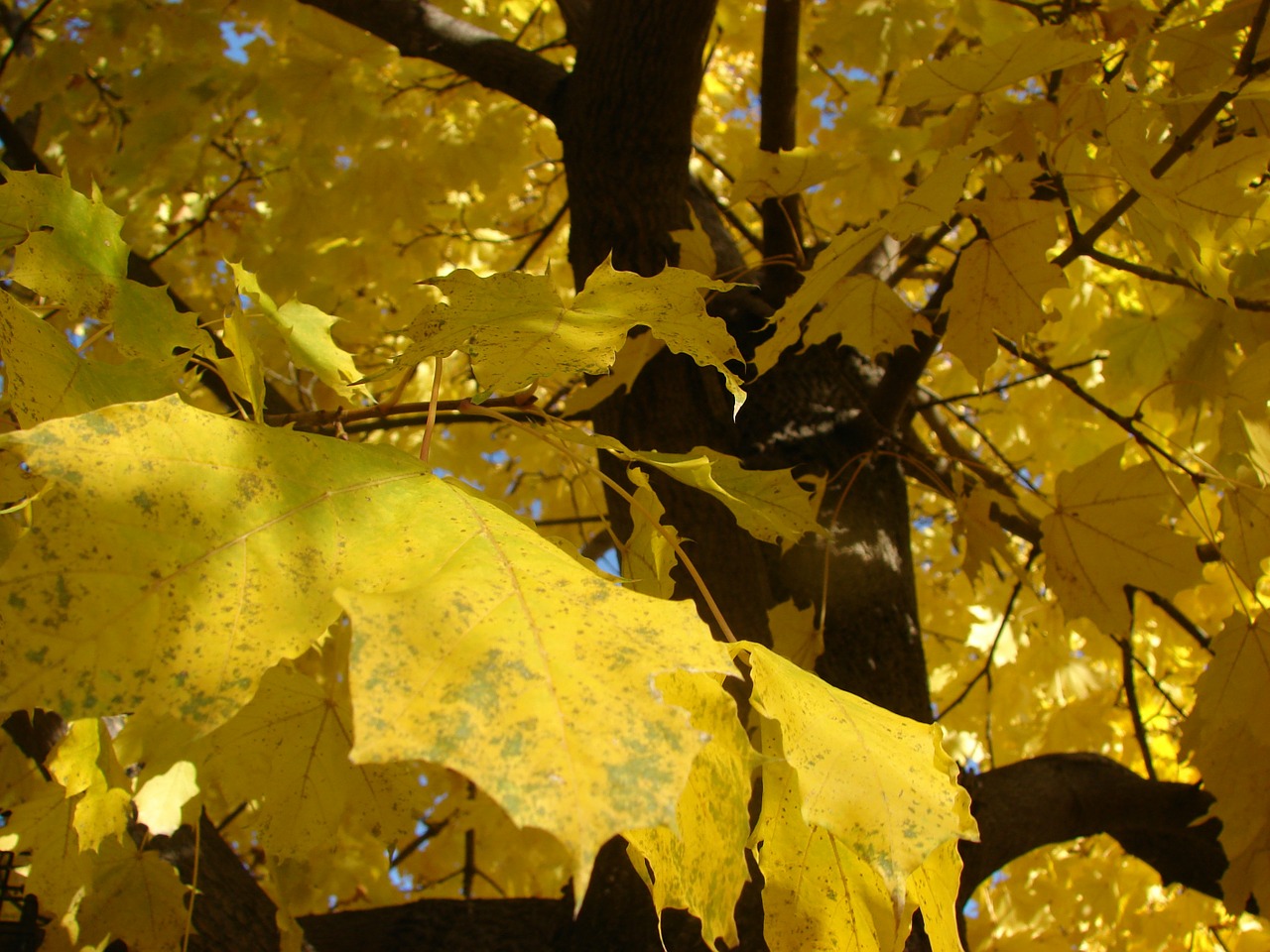 maple fall autumn free photo