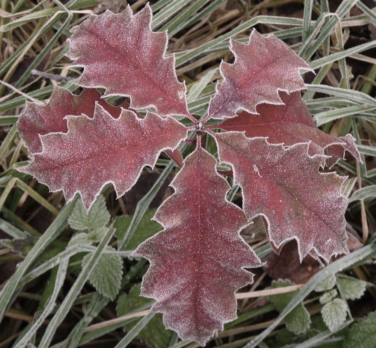 maple frost frozen free photo