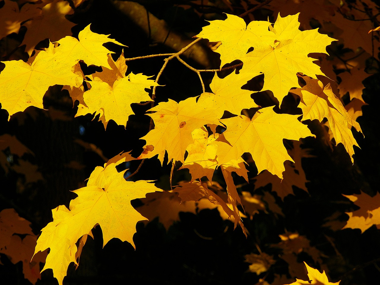 maple yellow nature free photo