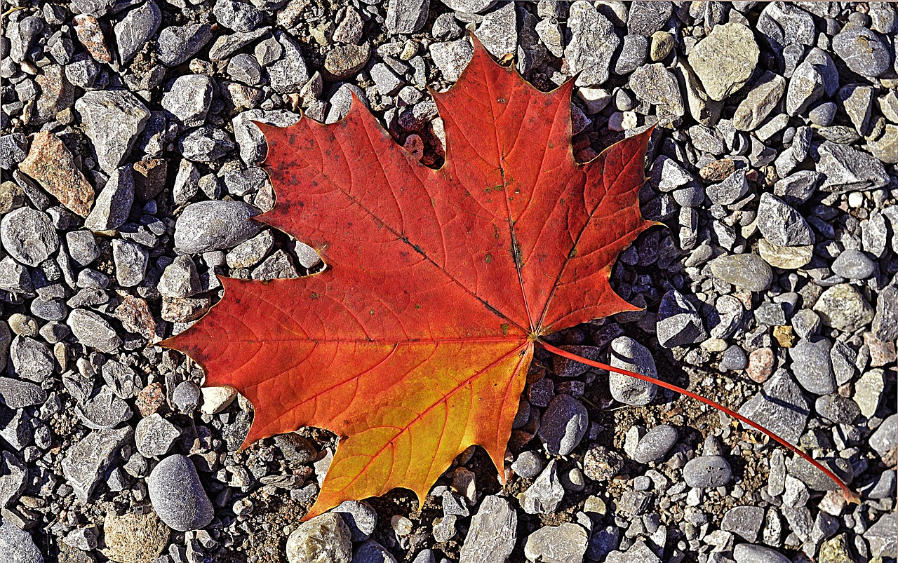 maple leaf colorful free photo