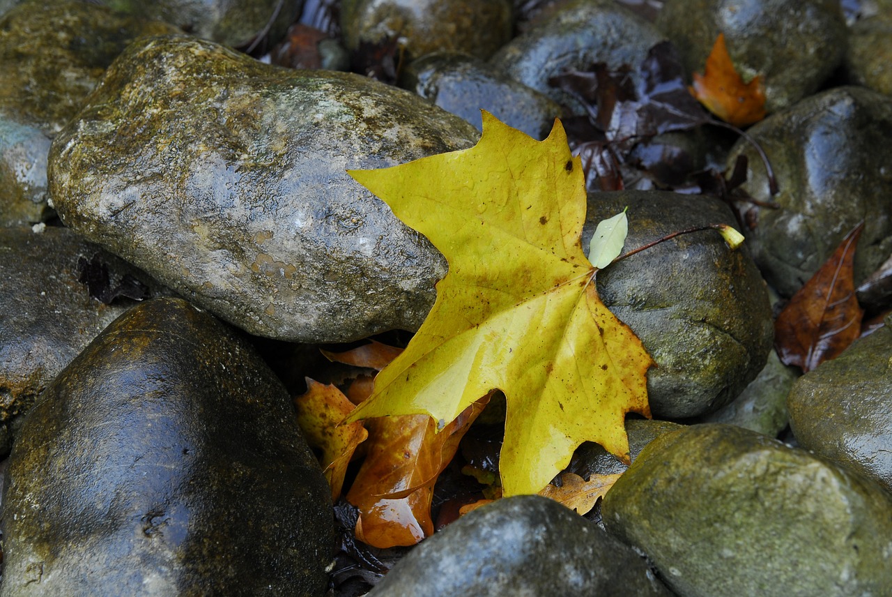 maple stones leaves free photo