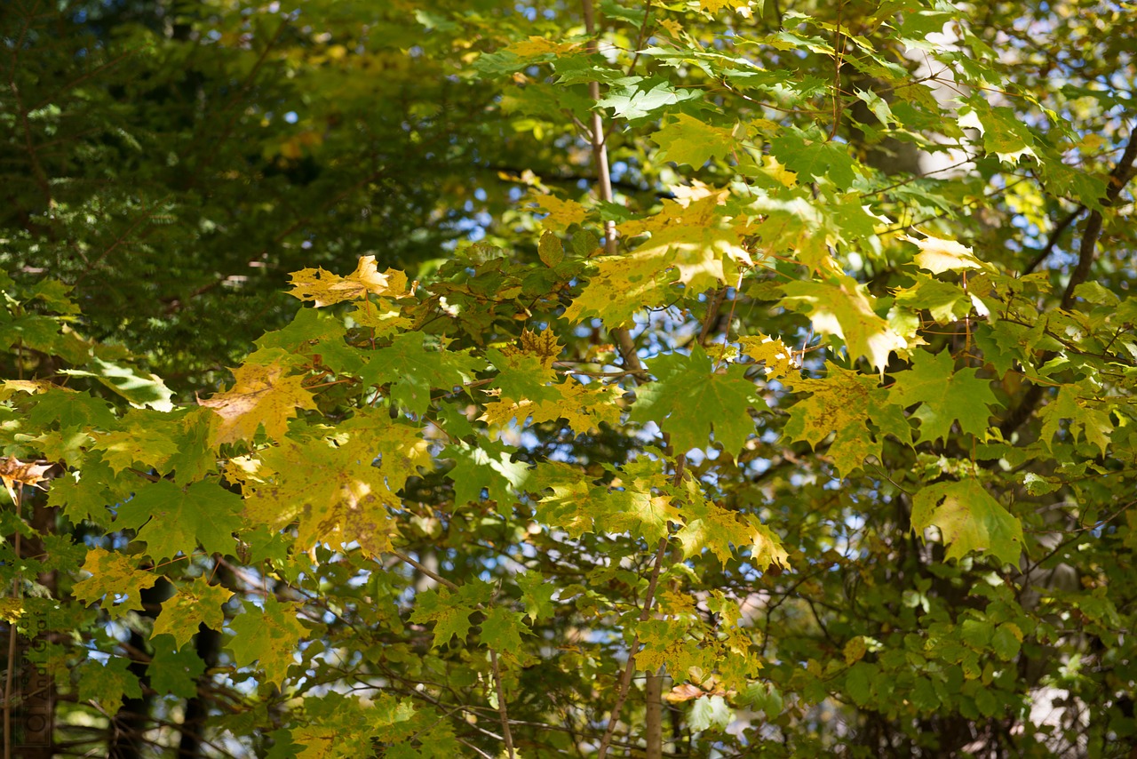 maple autumn leaves free photo