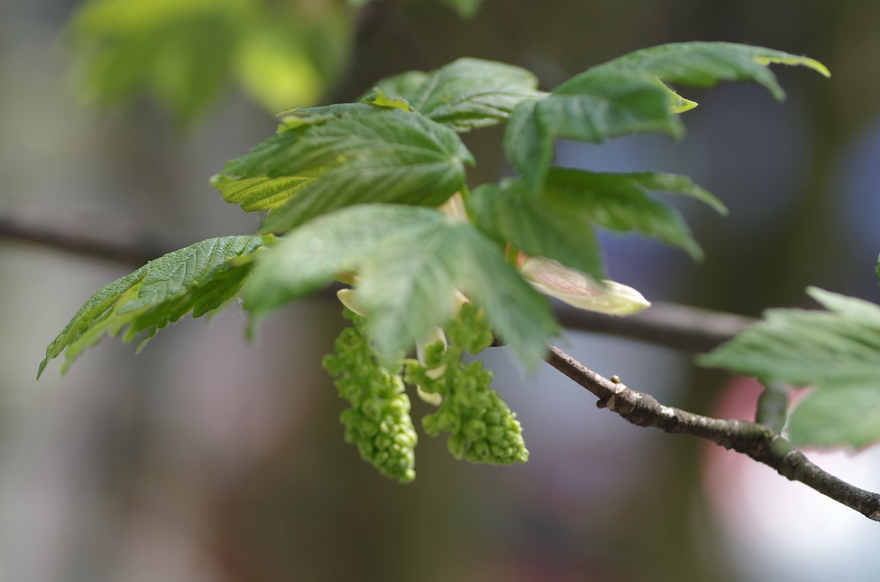 maple tree leaves free photo