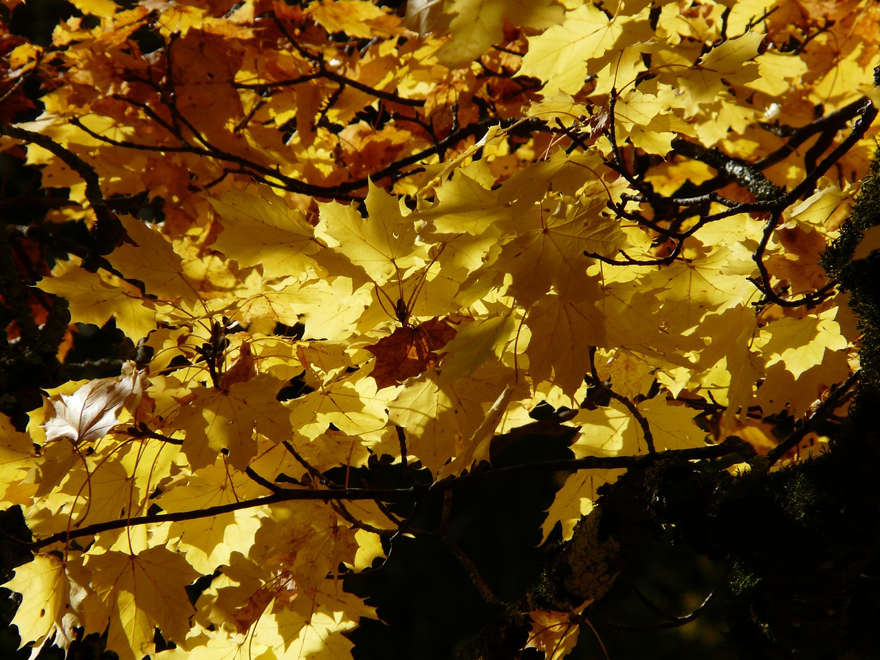 maple leaves maple leaves free photo