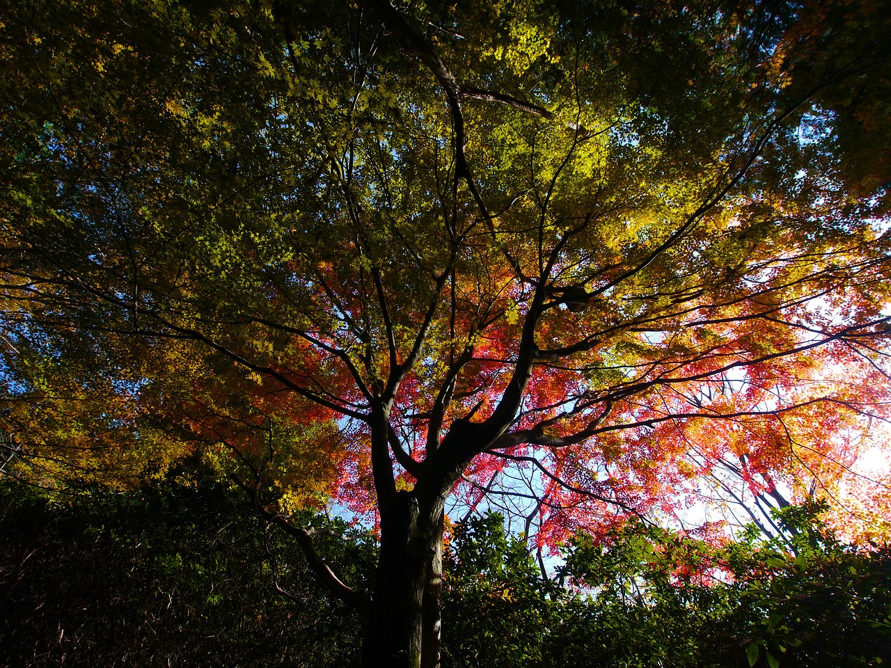 maple big tree red free photo