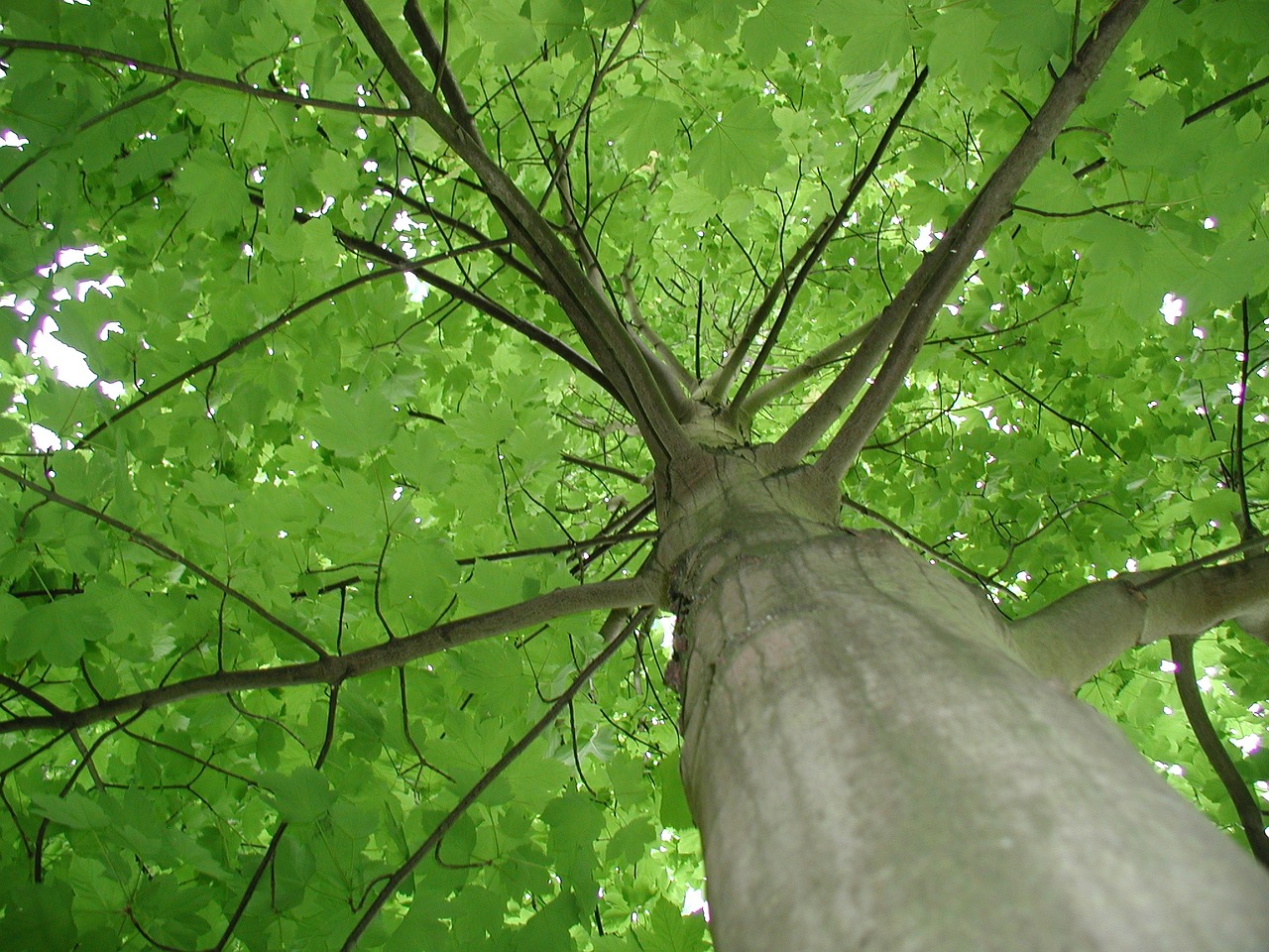 maple tribe tree free photo