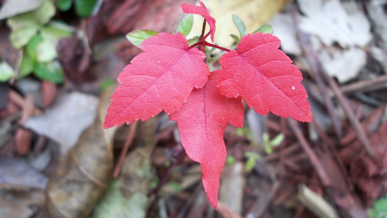 maple red autumn free photo