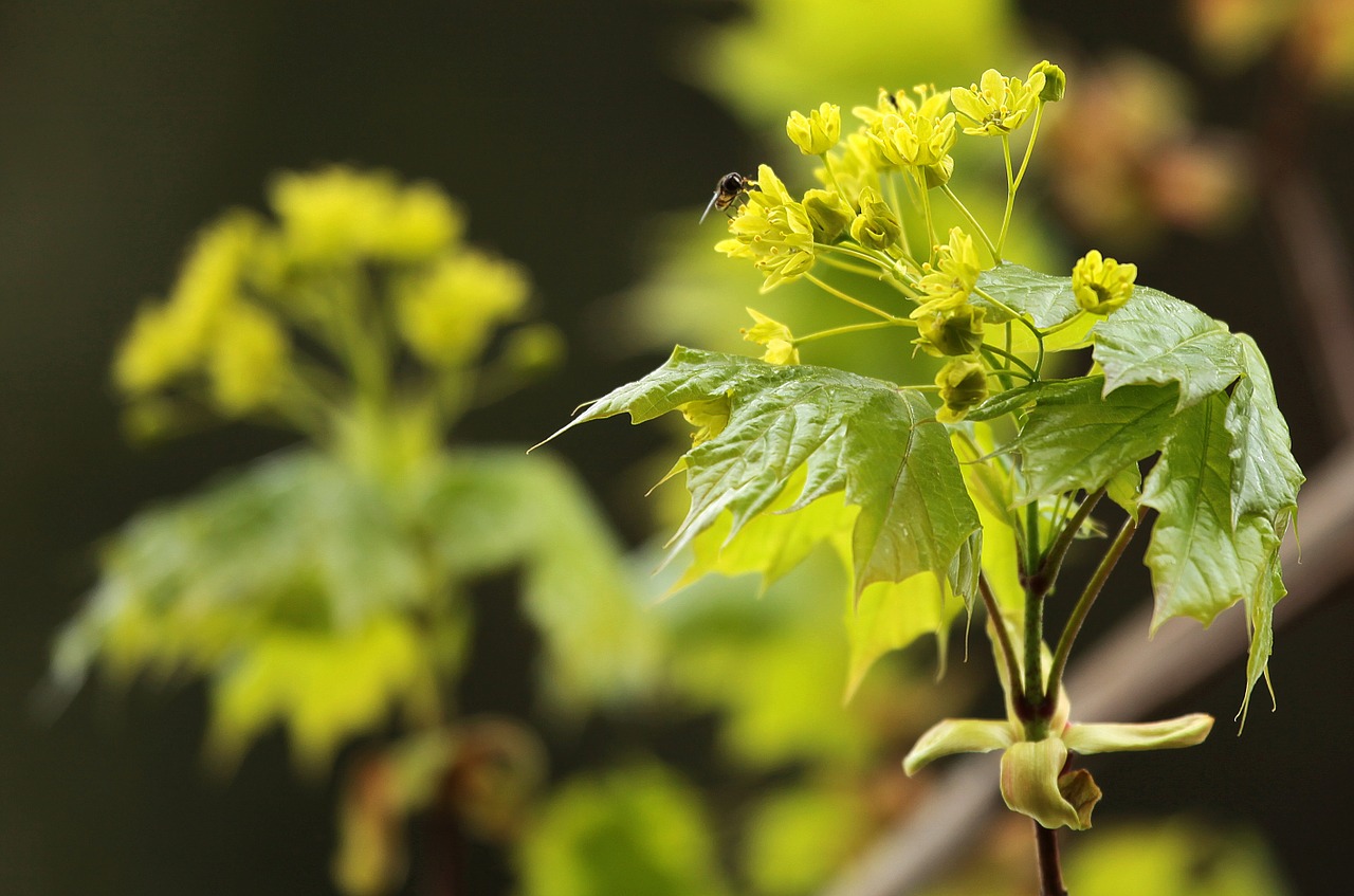 maple flower insect free photo