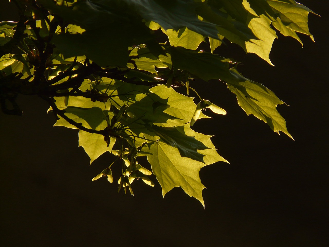 maple maple leaf leaf free photo
