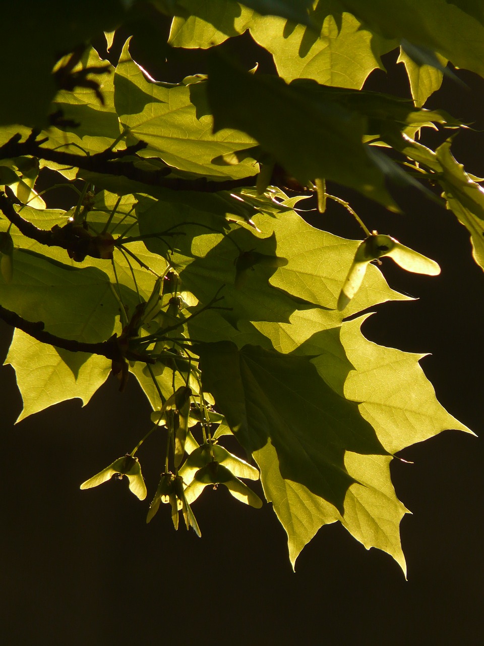 maple maple leaf leaf free photo