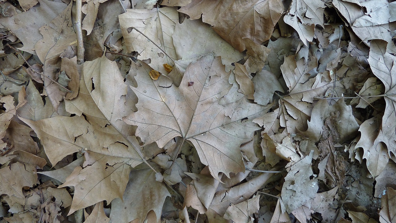 maple autumn leaves free photo