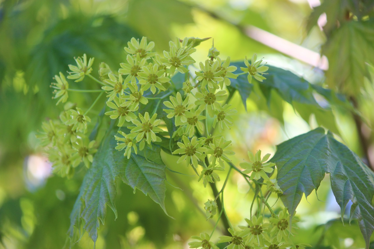 maple tree blossom free photo