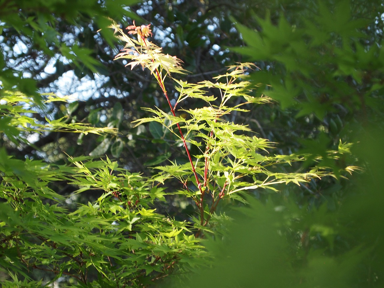 maple japanese maple tree free photo