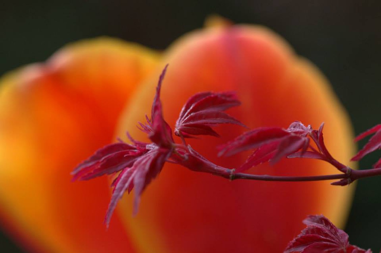 maple tulip flower free photo