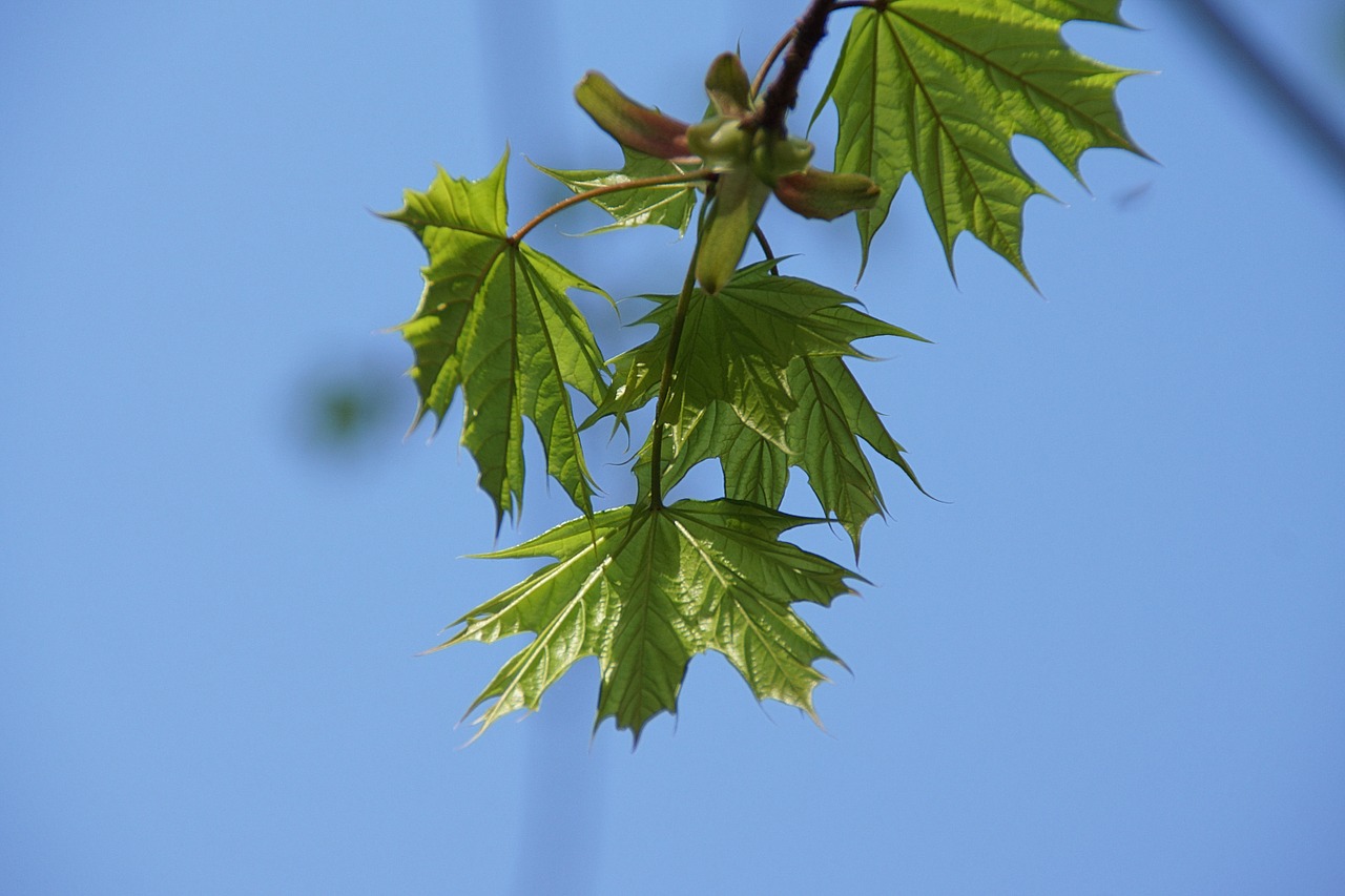 maple spring fresh free photo