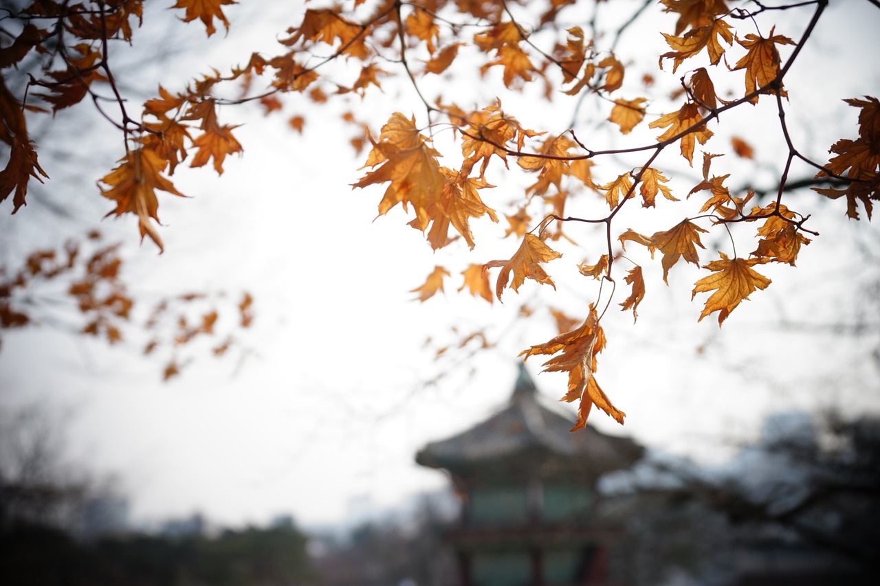 maple views autumn free photo