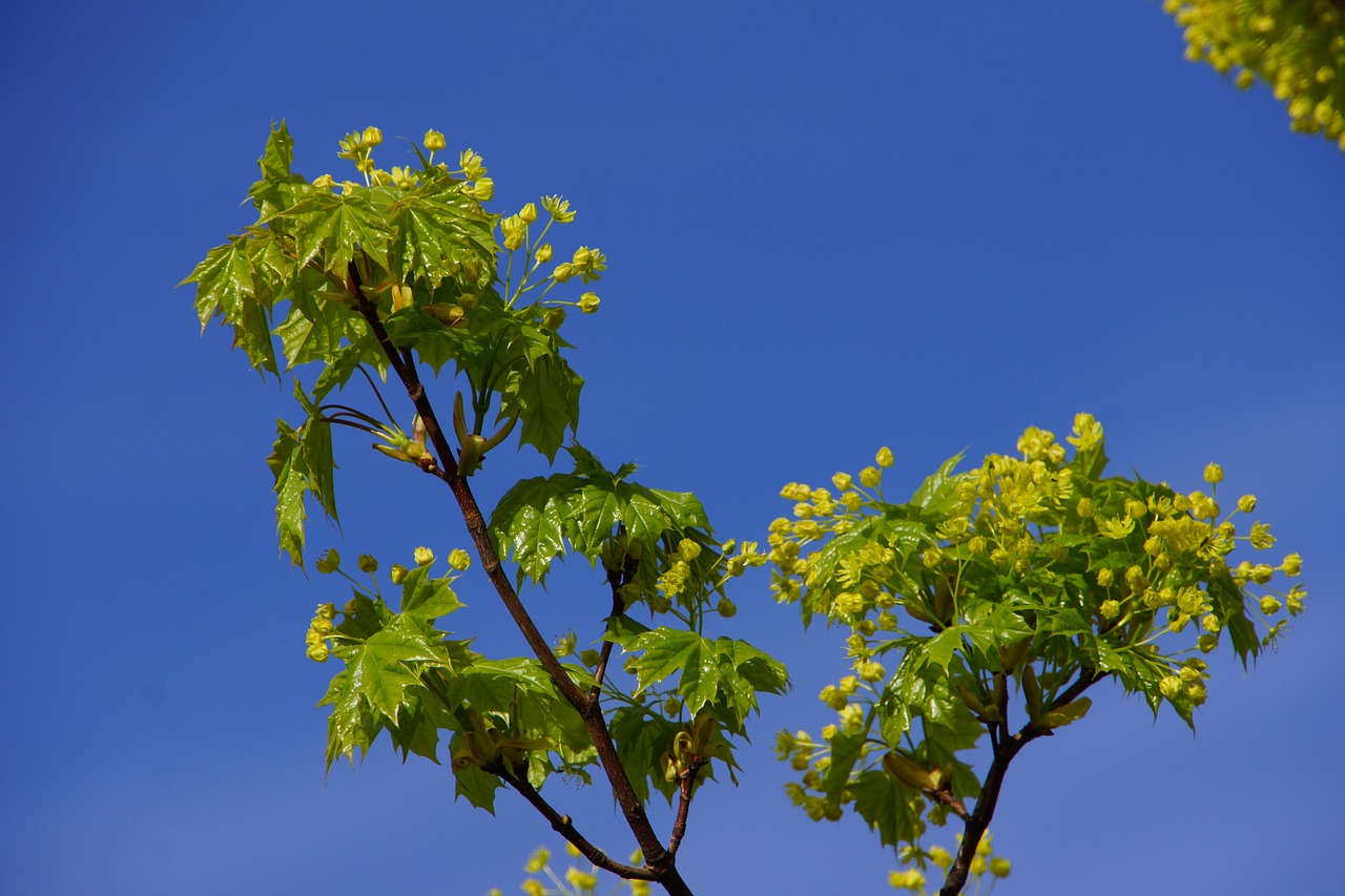 maple maple blossom deciduous tree free photo