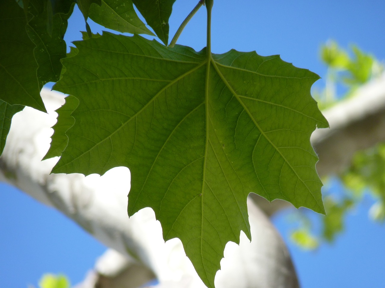 maple leaf leaves free photo