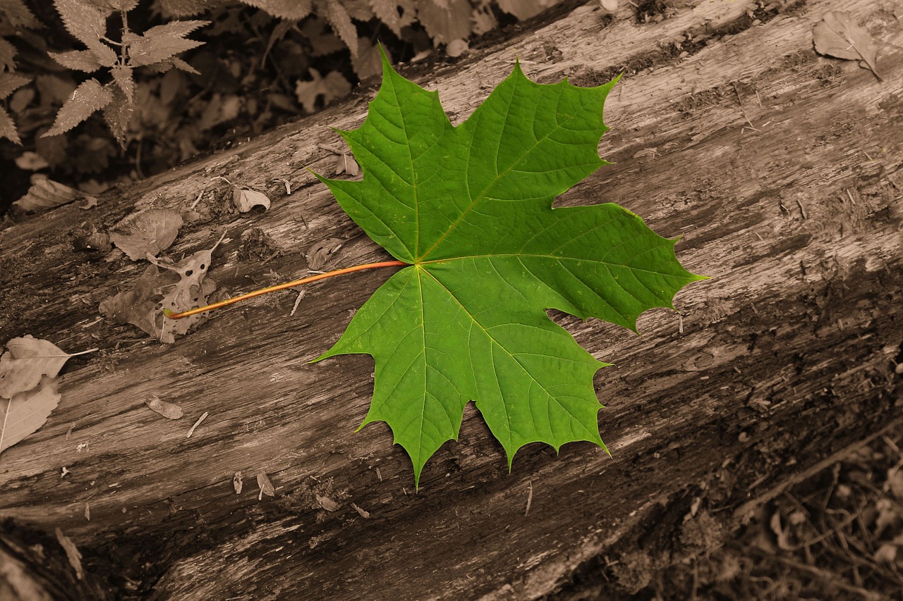 maple listie priroda free photo