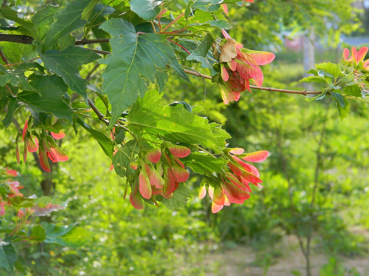 maple branch tree free photo