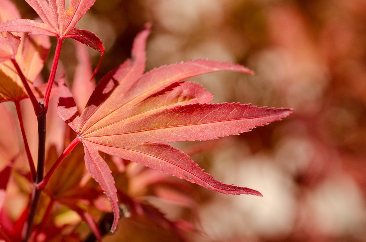 maple red japan free photo