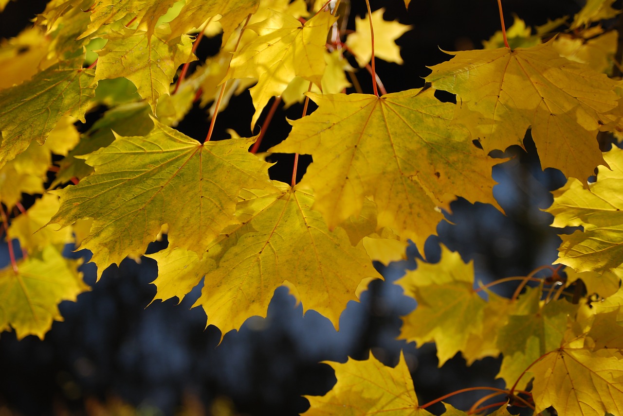 maple autumn leaves free photo