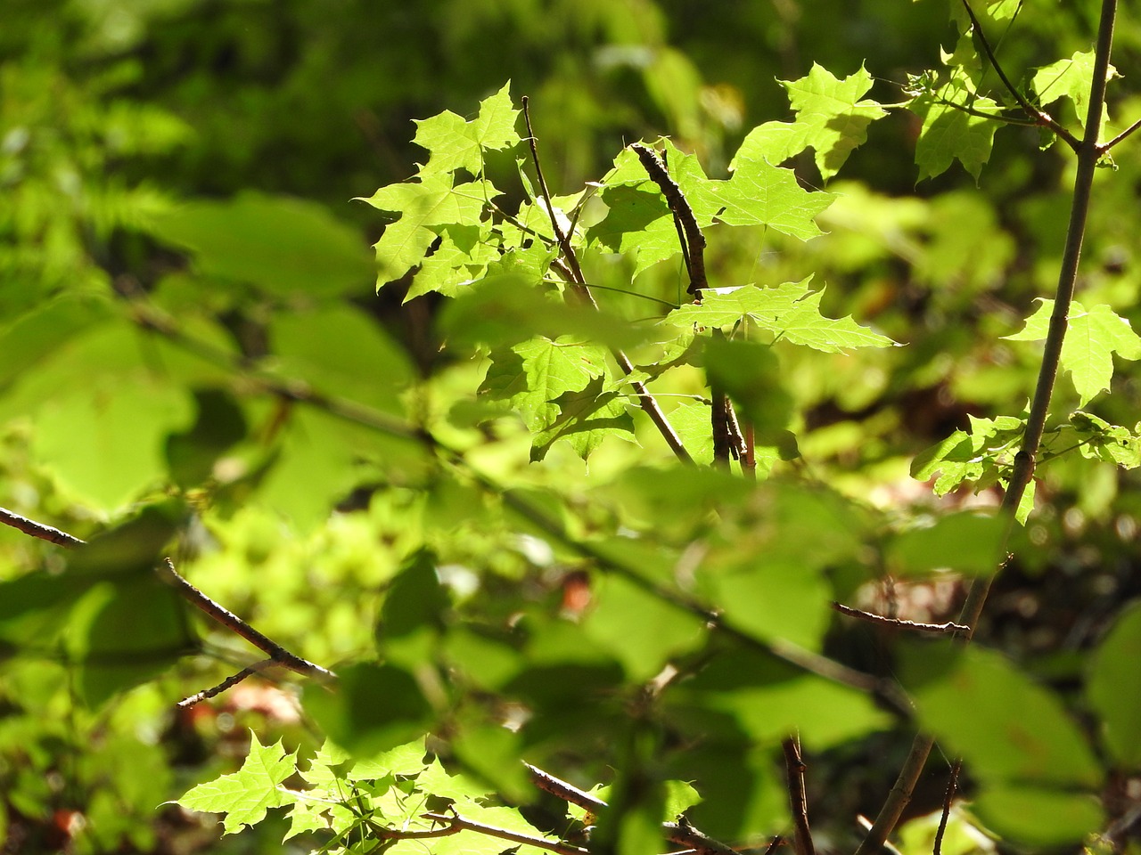 maple leaves green free photo