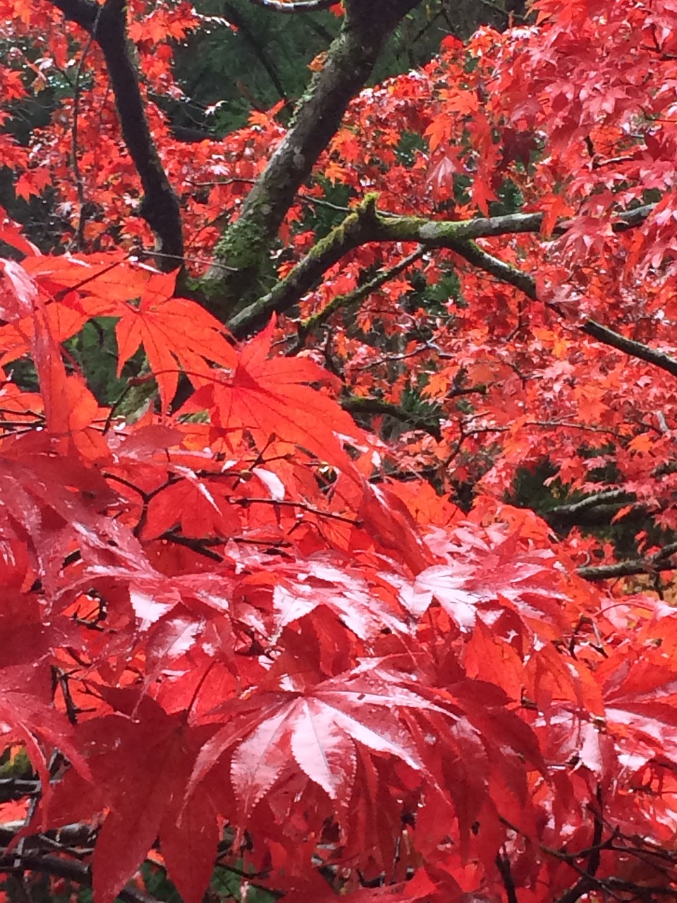 maple autumnal leaves view autumn leaves about free photo