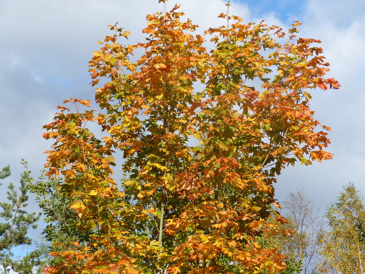 maple tree colors free photo