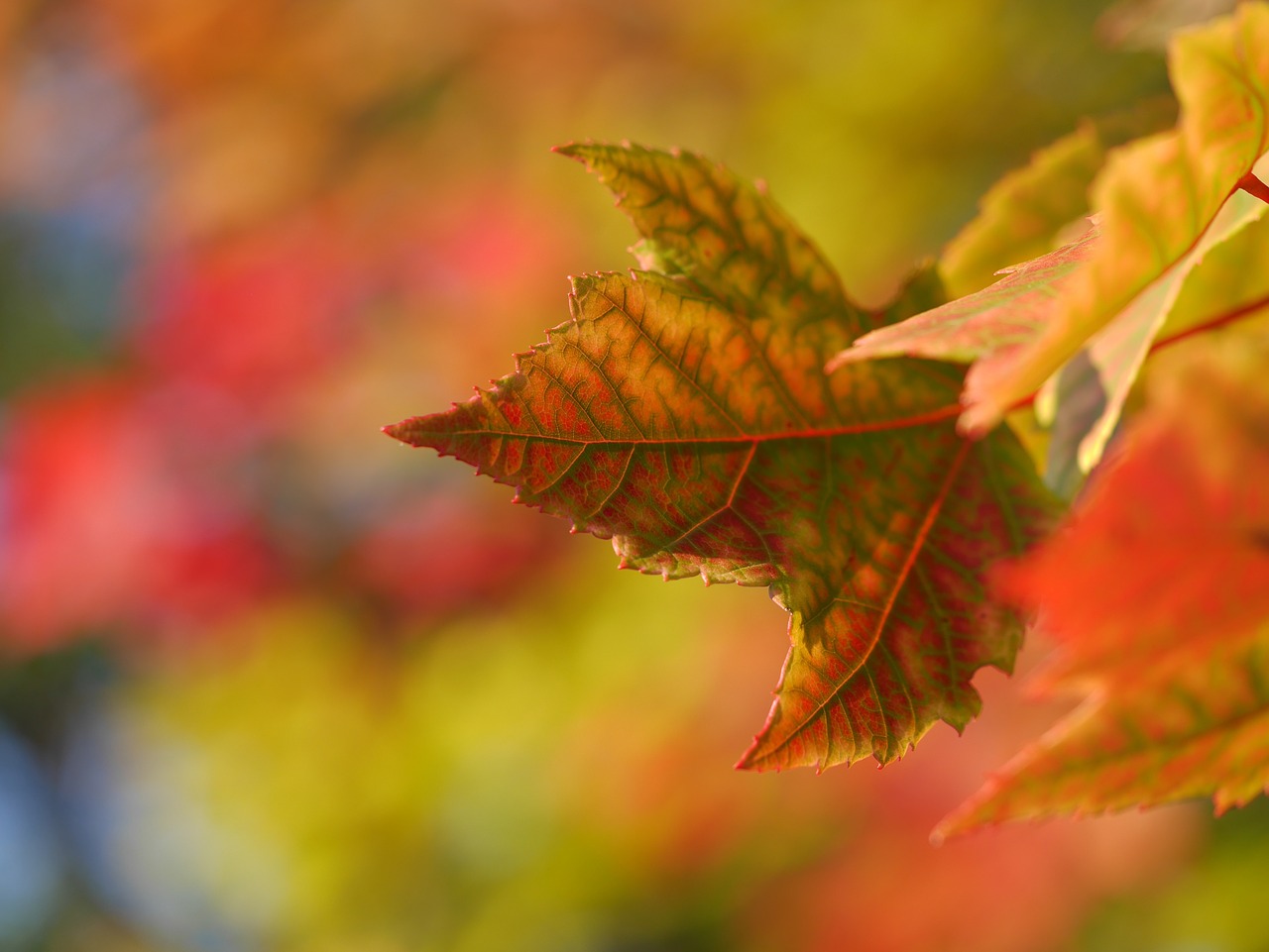 maple leaf autumn free photo