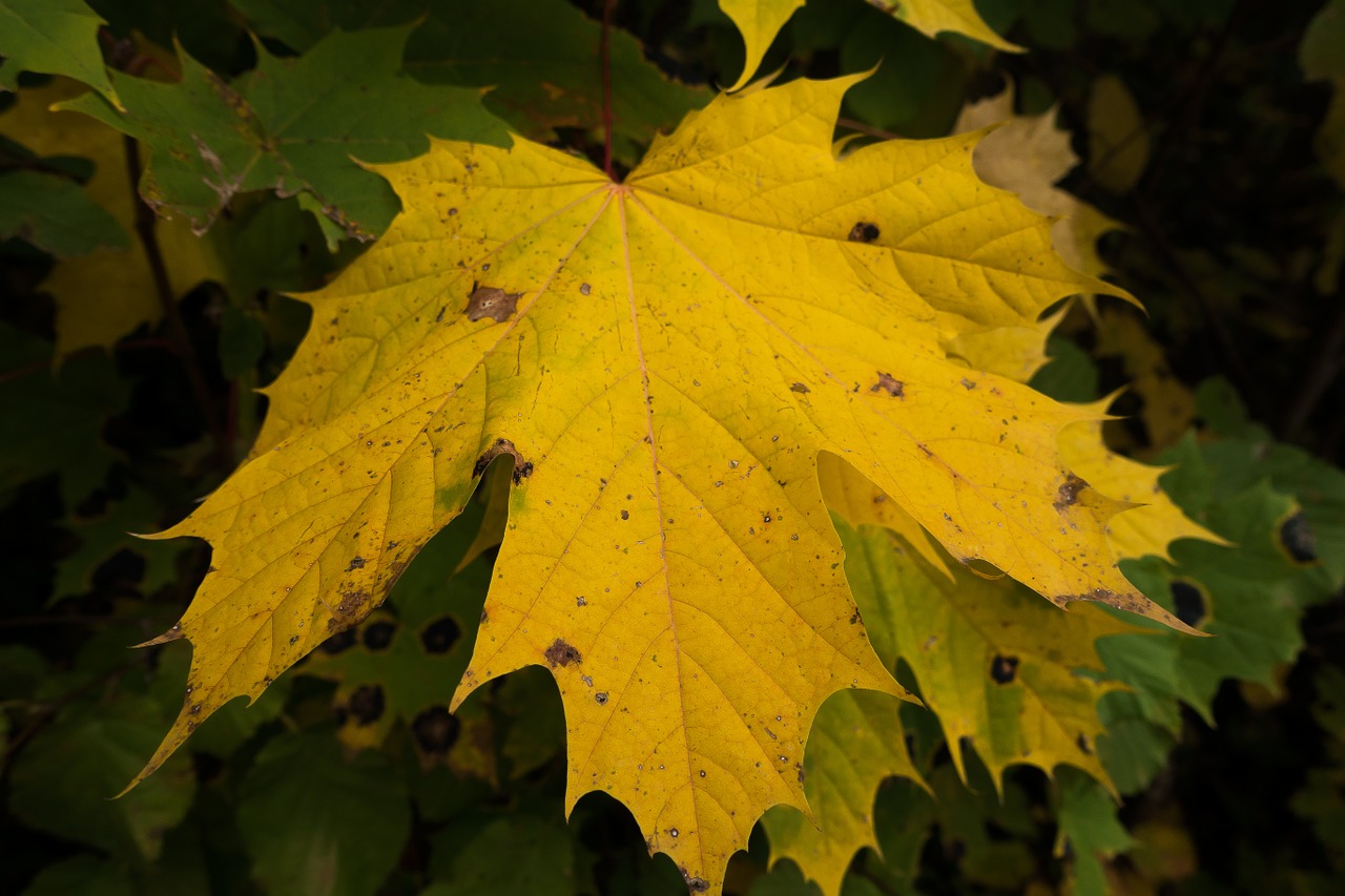 maple autumn leaf free photo