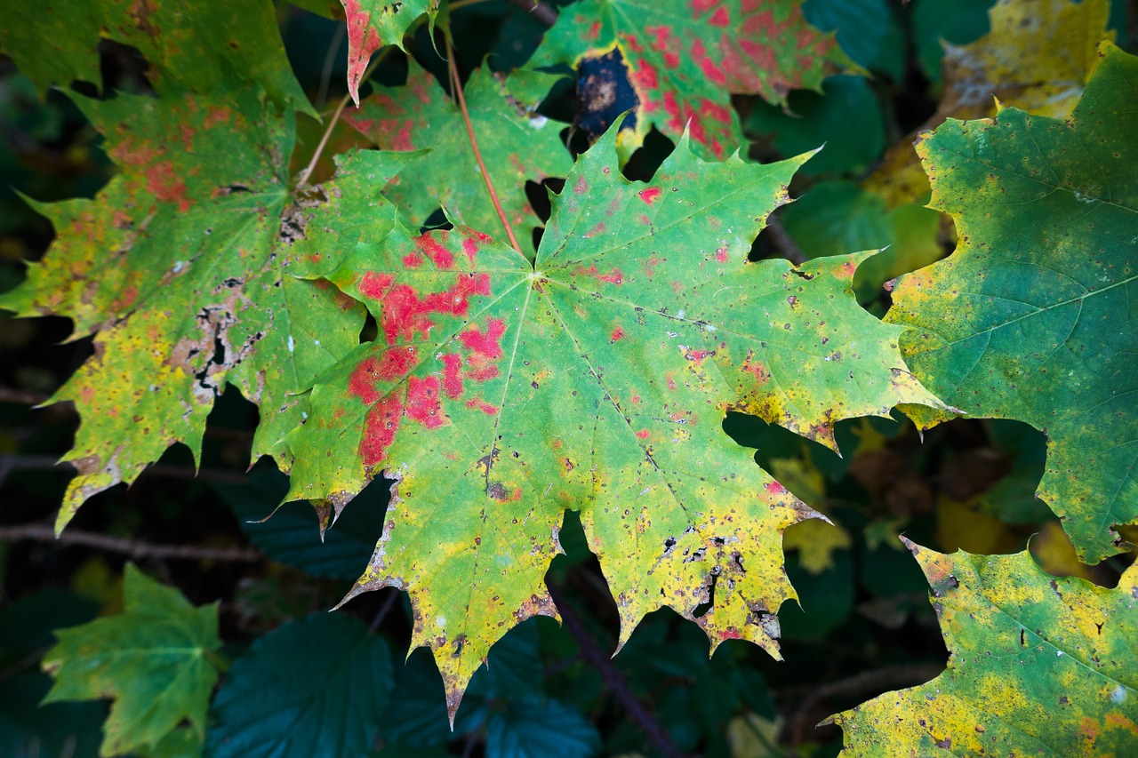 maple autumn leaf free photo
