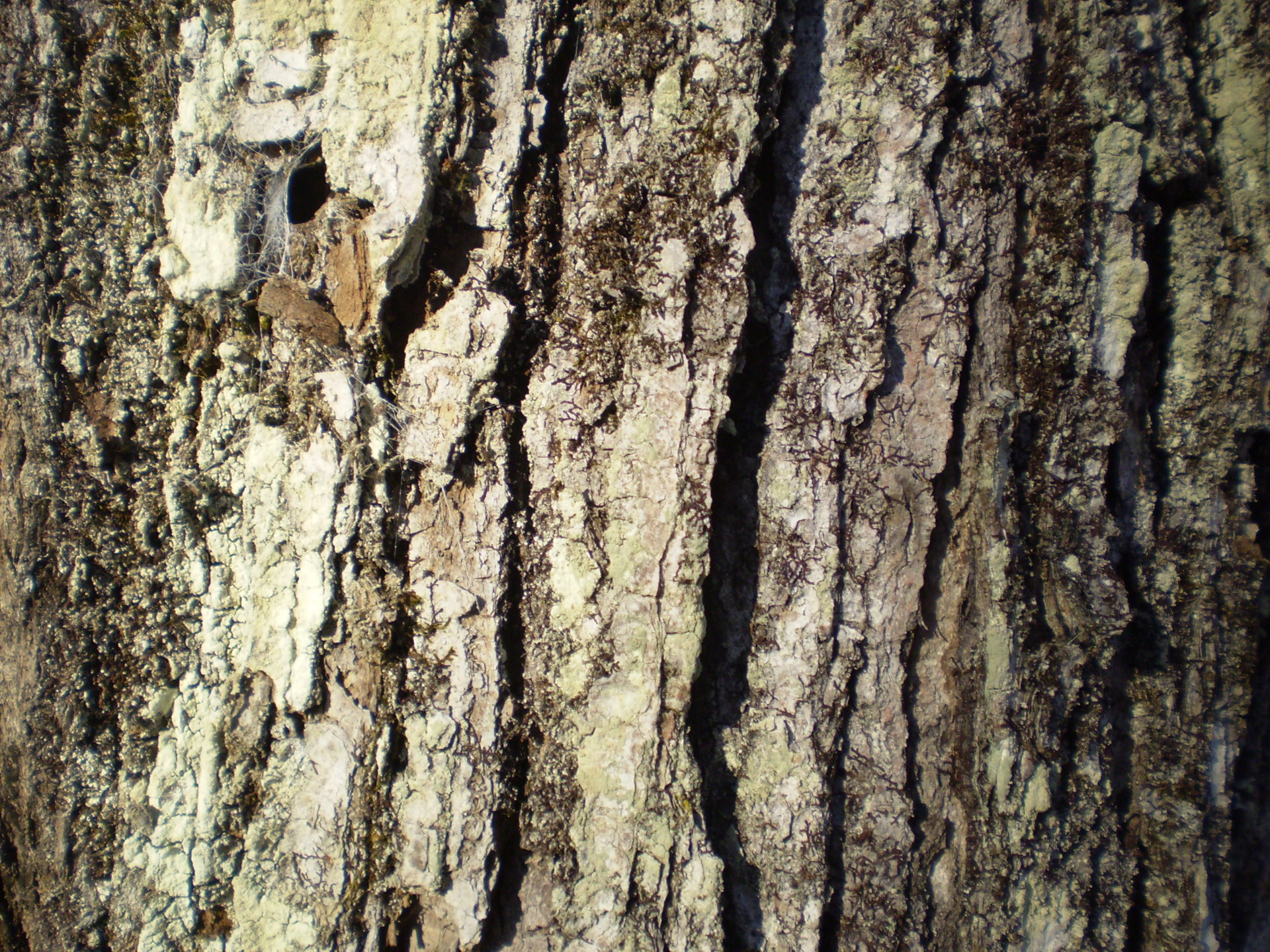 maple bark tree free photo