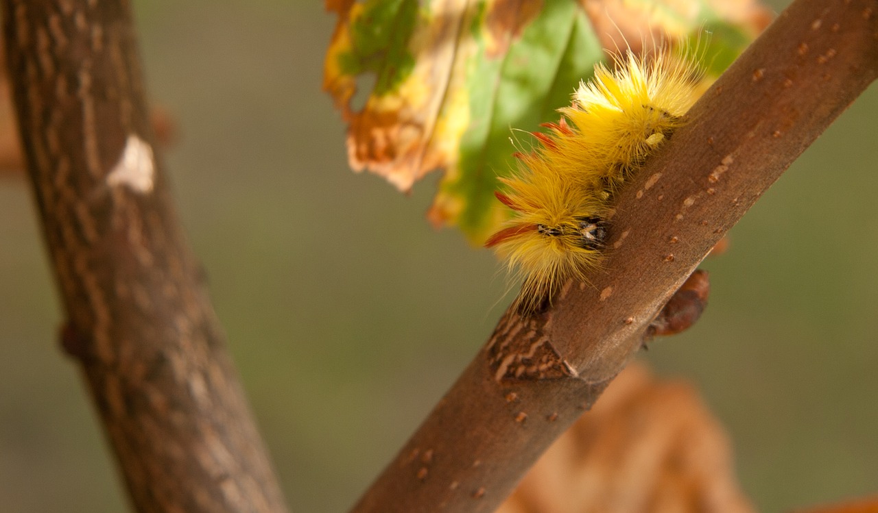 maple beef owl caterpillar hairy free photo